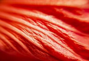 On a wonderful day with a positive attitude Macrophotography of a hibiscus leaf in close-up. photo