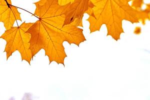 the concept of autumn On a wonderful day. photo