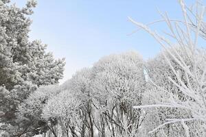 A beautiful winter scene with snow-covered trees. The branches of the trees are covered in a thick layer of frost, and the sun is shining brightly in the sky. photo