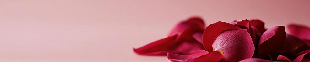Elegant Valentines day banner with soft blush and rose petals for romantic designs photo