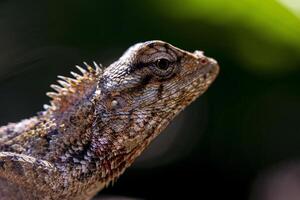 Lizard's eye macro photo