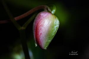 Flower waiting for bloom, macro photo