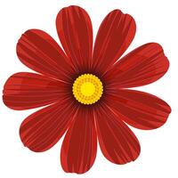 Isolated red cosmos flower clipart. vector
