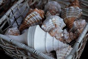 Basket of varied seashells with intricate patterns in natural light photo