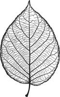 a black and white drawing of a leaf a black and white drawing of a leaf vector
