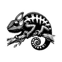 Chameleon on a branch black and white vector