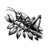 A black and white drawing of a grasshopper vector