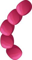 Streptococcus bacteria are forming characteristic curved chains, a typical arrangement for these gram positive microorganisms known for causing a variety of infections and diseases vector