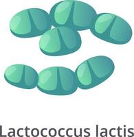 Lactococcus lactis bacteria forming a chain and a cluster, probiotic bacterium, lactic acid bacterium, isolated on white background, 3d rendering vector