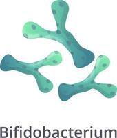 Bifidobacterium probiotic bacteria are essential for maintaining a healthy gut microbiome, improving digestion, boosting the immune system, and promoting overall well being vector