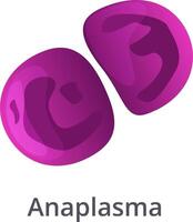 Microscopic view of Anaplasma phagocytophilum, a bacterium invading red blood cells and causing anaplasmosis, emphasizing the need for disease prevention and control vector