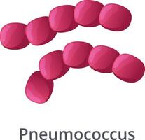 Streptococcus pneumoniae, or pneumococcus, are gram positive bacteria forming chains, responsible for various infections like pneumonia, meningitis, and otitis media vector