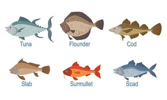 Collection of Fish Species with Name Subscription, Tuna, Cod, Flounder, Slab, Surmullet, Scad Illustration vector