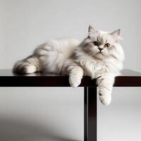 A fluffy white cat lies elegantly on a dark table, perfect for business related pet or feline projects photo