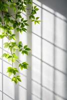 Green Leaves and Sunlight Casting Shadows on a Wall for business use image photo