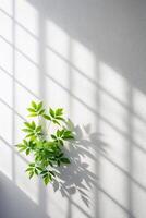 A Minimalist Scene of a Leaf and Window Shadow, Perfect for Business Presentation and Design Material photo