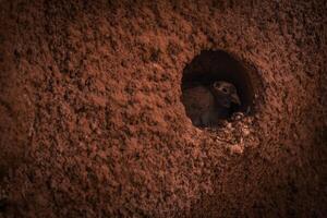 Pigeon resting in its stone dovecote photo