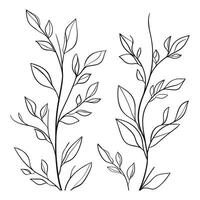 Minimalist Botanical Illustration of Leafy Branches vector