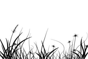 meadow silhouette with reed vector