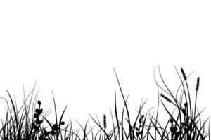meadow with grass diversity vector