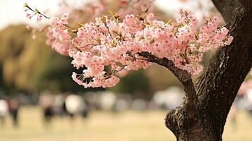 Visitors admire a cherry blossom tree adorned with delicate pink flowers while enjoying a sunny spring day in a park setting photo