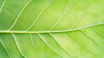 Close up view of intricate organic leaf texture with detailed vein structure photo