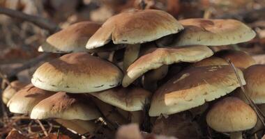 Mushrooms in the wild forest in autumn season. Close-up, moving camera video