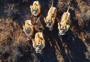 lions looking up into camera photo