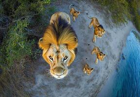 male lion looking up into camera photo