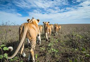 Some lions walking through savanna back view photo
