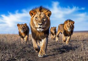 Lions walking in the savanna photo