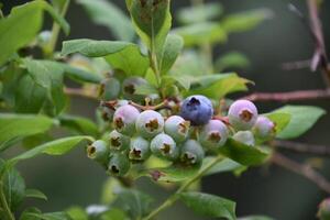 Fresh Organic Unripe Blueberries on a Bush photo