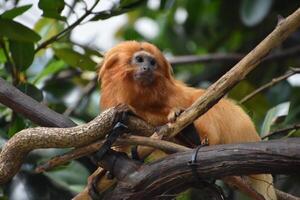 Direct Look Into the Face of a Golden Lion Tamarin photo
