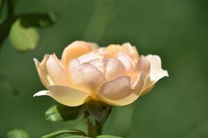 Beautiful Peach Rose Flowering and Blooming photo
