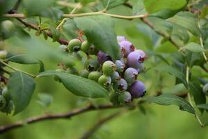 Ripening Blueberries Hanging in a Cluster on a Bush photo