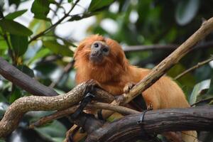 Looking into the Face of a Golden Lion Tamarin Monkey photo