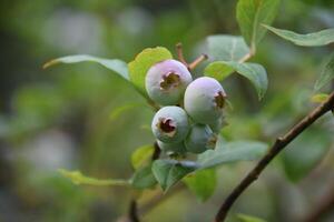 Close up of Blueberries Hanging on a Bush photo