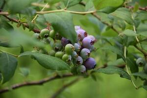 Fresh Ripening Berries on a Summer Day photo