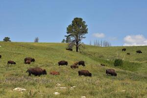 Herd of Wild Buffalos Grazing on Rolling Hills photo