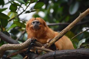 Riveted Golden Lion Tamarin Monkey on a Branch photo