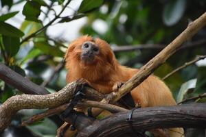 Amazing Look into the Face of a Tamarin Monkey photo