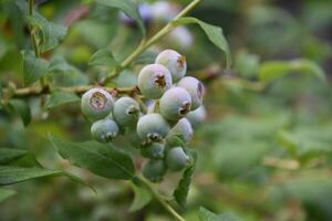 Green Blueberries Waiting to Ripen on a Bush photo