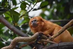 Tiny Tamarin Monkey in the Tree Tops photo