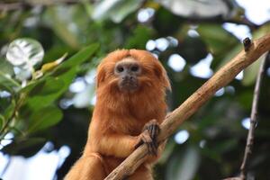 Fanastic Capture of a Golden Lion Tamarin Monkey photo