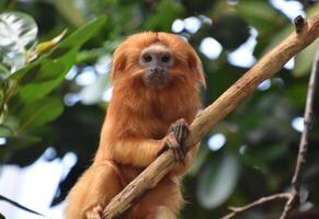 Precious and Cute Golden Lion Tamarin Monkey photo