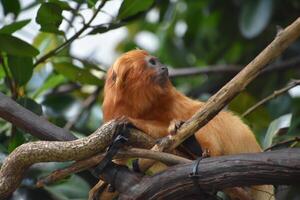 Sensational Tamarin Monkey on a Tree Branch photo