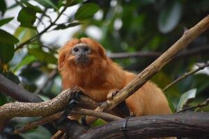 Great Look at a Golden Lion Tamarin Monkey photo