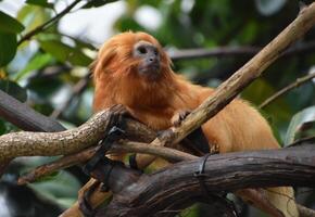 Amazing Adorable Golden Lion Tamarin Monkey photo