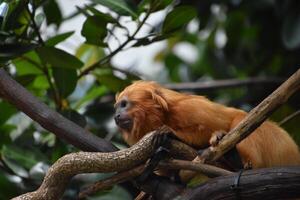 Red Marmoset Stretched Out on a Branch photo