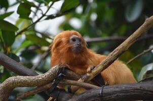 Tamarin Monkey Looking Away in the Trees photo